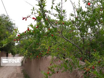 Pomegranate trees blossoming in Iran