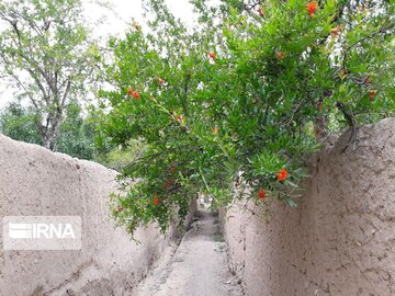 Pomegranate trees blossoming in Iran