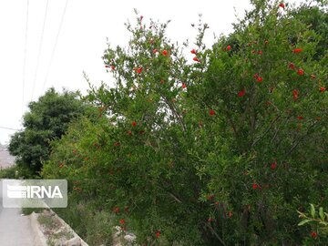 Pomegranate trees blossoming in Iran