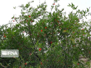 Pomegranate trees blossoming in Iran