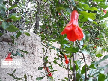 Pomegranate trees blossoming in Iran