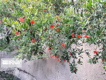 Pomegranate trees blossoming in Iran