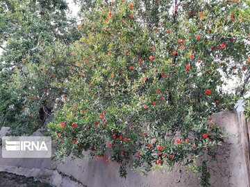 Pomegranate trees blossoming in Iran