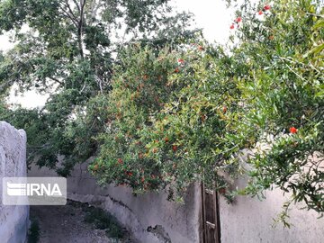 Pomegranate trees blossoming in Iran