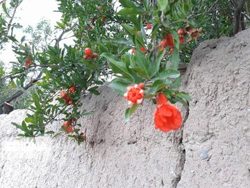 Pomegranate trees blossoming in Iran