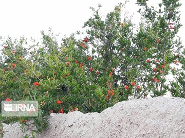 Pomegranate trees blossoming in Iran