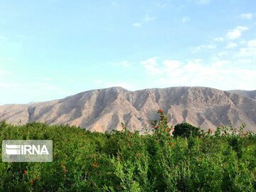 Pomegranate trees blossoming in Iran