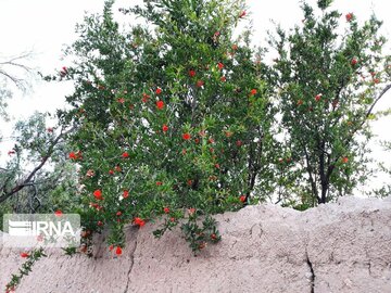 Pomegranate trees blossoming in Iran