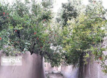 Pomegranate trees blossoming in Iran