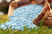 ۲۲ هزار تُن کود شیمیایی برای زراعت تابستانه در گلستان آماده توزیع است
