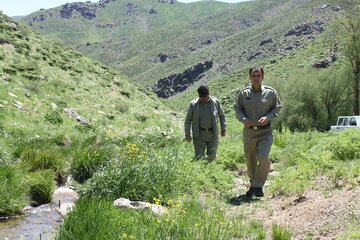 سرشماری سمندر کردستانی در زیستگاه قلات شای مهاباد