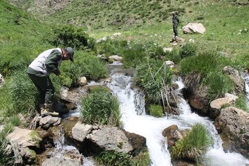 سرشماری سمندر کردستانی در زیستگاه قلات شای مهاباد