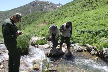 سرشماری سمندر کردستانی در زیستگاه قلات شای مهاباد