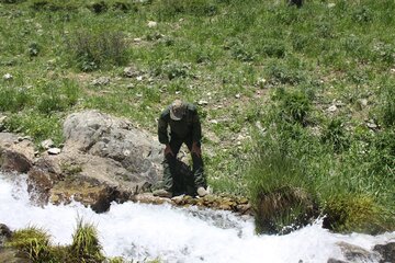 سرشماری سمندر کردستانی در زیستگاه قلات شای مهاباد