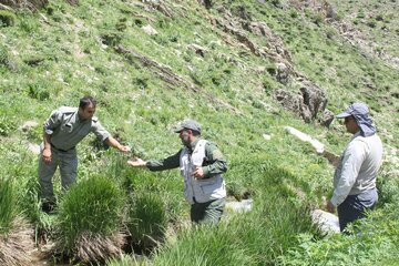 سرشماری سمندر کردستانی در زیستگاه قلات شای مهاباد