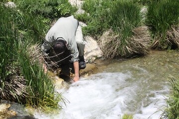 سرشماری سمندر کردستانی در زیستگاه قلات شای مهاباد