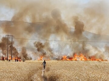 خطای انسانی، ۱۶۰ هکتار از محصول جو و گندم کازرون را طعمه حریق کرد