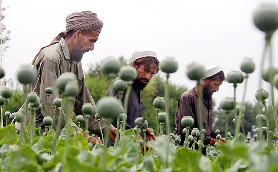 کشت خشخاش در افغانستان ممنوع شد