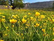 Beauties of Spring time in Southern Iran; Choram city