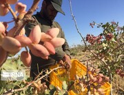 بیش از ۹ هزار تن پسته ایران صادر شد