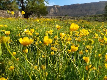 Spring time in Southern Iran