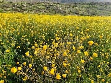 Spring time in Southern Iran