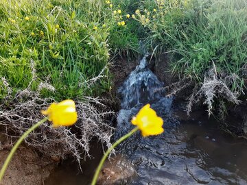 Spring time in Southern Iran