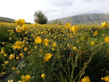 Spring time in Southern Iran