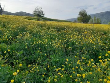 Spring time in Southern Iran