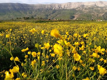 Spring time in Southern Iran