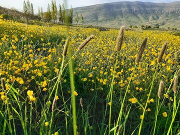 Spring time in Southern Iran