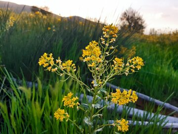 Spring time in Southern Iran