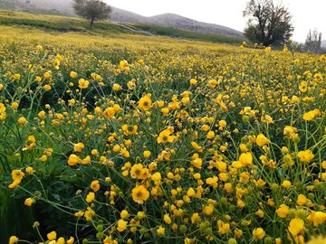 Spring time in Southern Iran