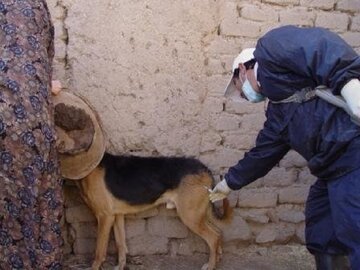 ۳ هزار قلاده سگ درهرمزگان علیه هاری واکسینه شدند