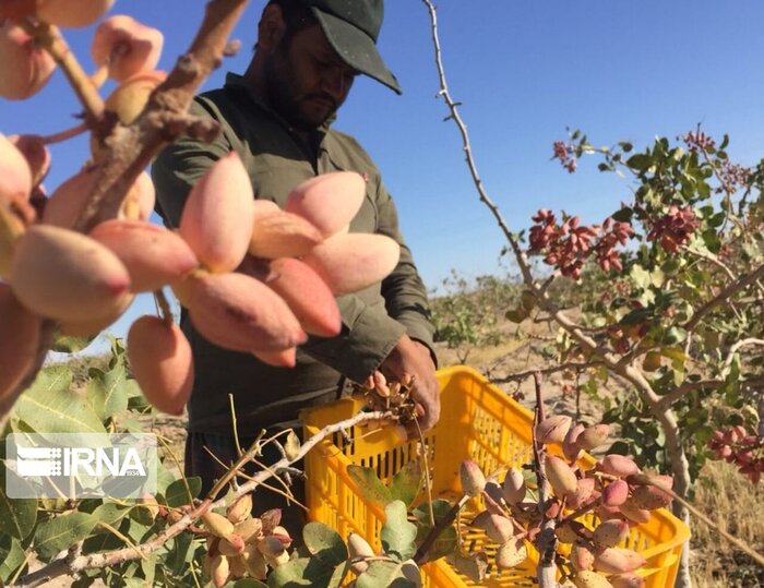 Iran: production annuelle de 180 000 tonnes de pistaches