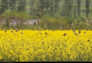  کلزاکاران بوشهر پشیمان از کشته خویش