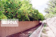 Pomegranate trees in garden alleys of Iran