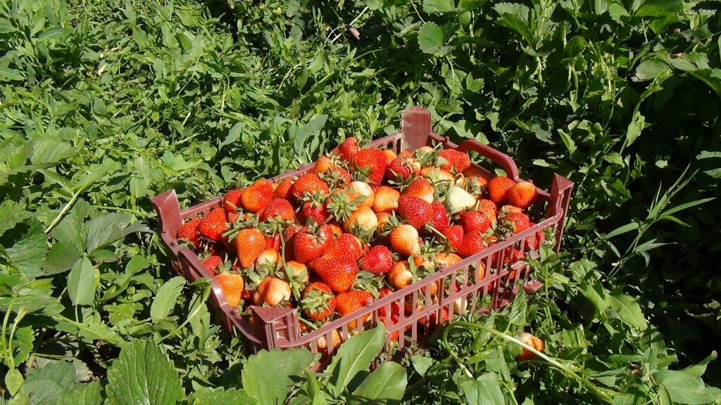 برداشت توت فرنگی از مزارع سروآباد