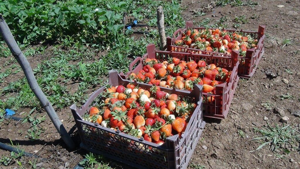 برداشت توت فرنگی از مزارع سروآباد