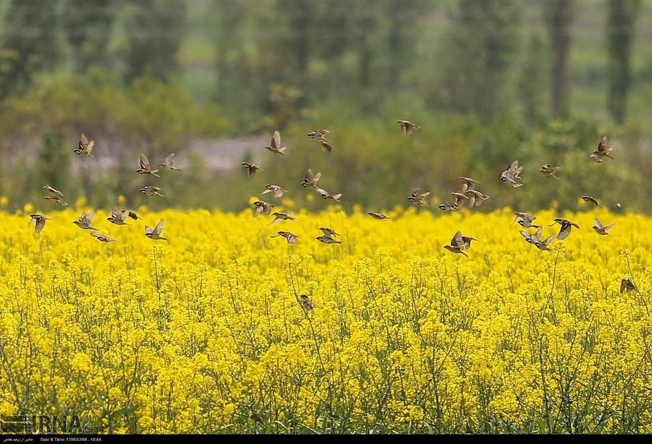  کلزاکاران بوشهر پشیمان از کشته خویش