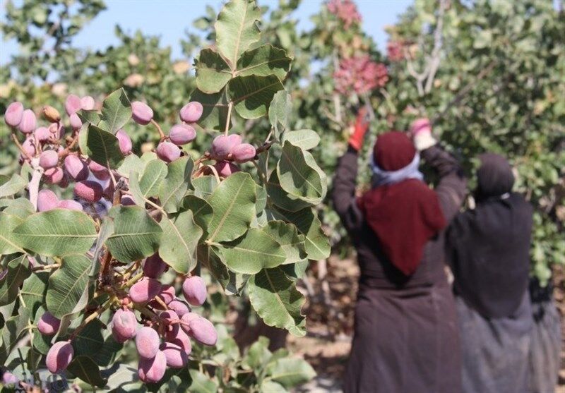 ۳۵۱ میلیارد ریال در شهرستان جوین سرمایه‌گذاری شد 