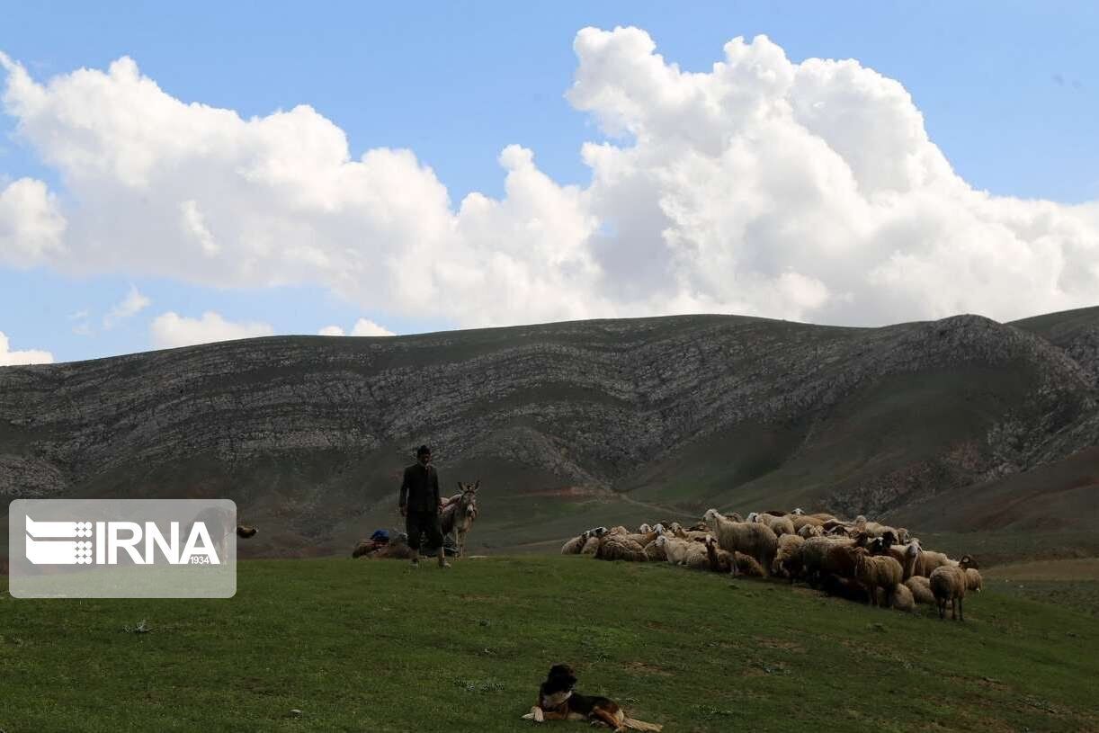 دامداران از چرای دام در مناطق حفاظت شده تاکستان خودداری کنند