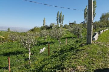 گولی بوقان(برکه قورباغه ها) در اشنویه