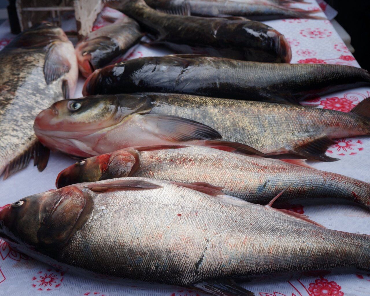 سالانه ۹هزارتن ماهی پرورشی در صومعه سرا تولید می شود