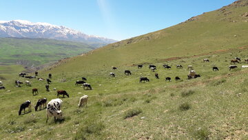 هزینه بالا، مرتعداران خراسان شمالی را از بیمه فراری داده است