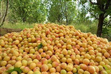 ۷۰ هزار لیتر سوخت برای مقابله با سرمازدگی بین کشاورزان سمنان توزیع شد