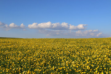 طبیعت بهاری دامنه‌های سبلان در اردبیل