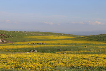 Spring time in Sabalan slopes Mount Northwestern Iran; Ardebil