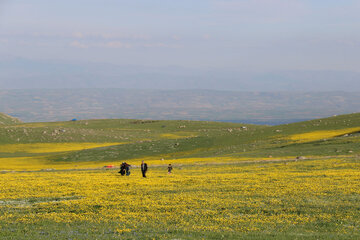 Spring time in Sabalan slopes Mount Northwestern Iran; Ardebil