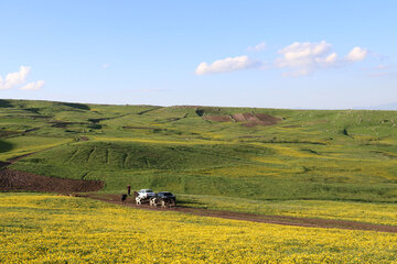 Spring time in Sabalan slopes Mount Northwestern Iran; Ardebil